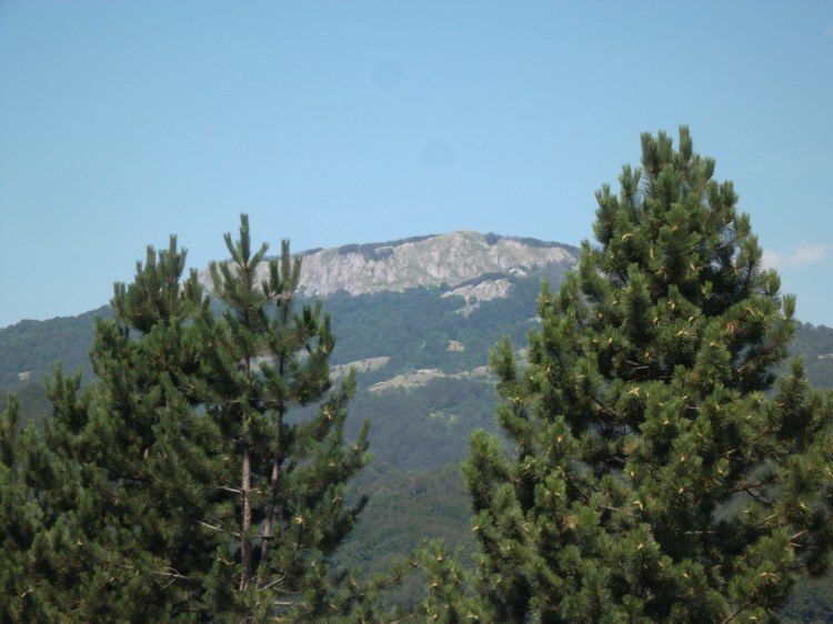 Medenica (1)